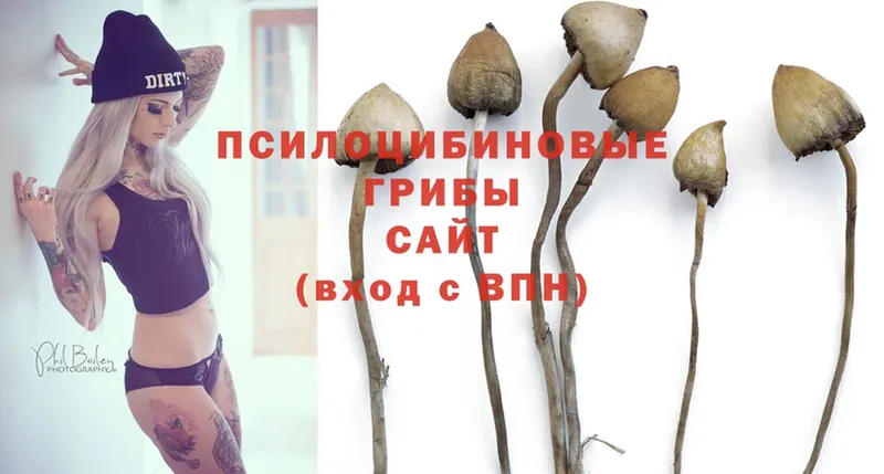 Галлюциногенные грибы Psilocybe  закладка  Лакинск 